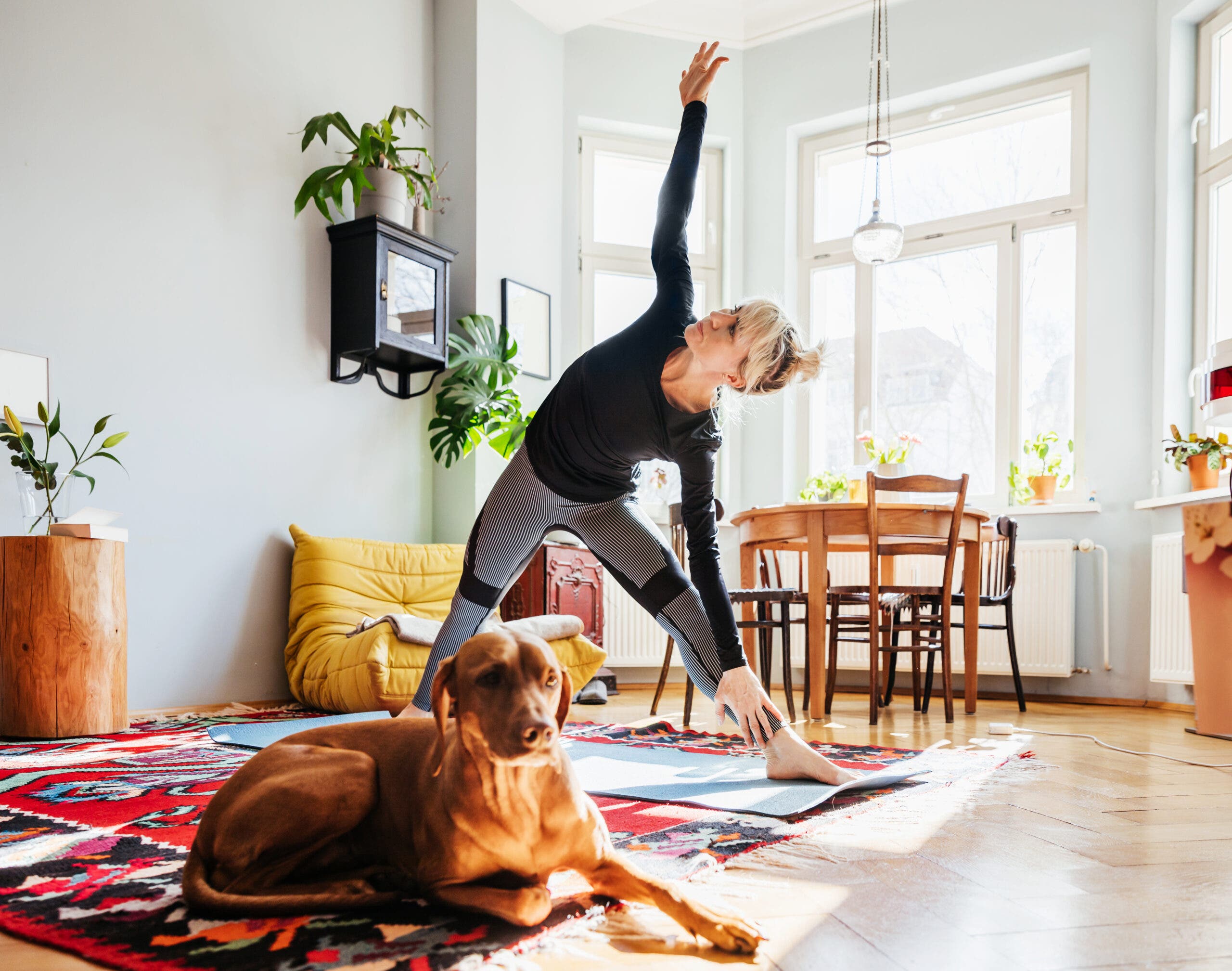 A woman with blonde hair practices Trikonasana (Triangle pose) in a sunny room. The walls are white and there are open windows behind her. A mirrored cabines hangs on the wall to the left, with a plant on top. Several plants are on the window sills. A round table and four chairs are behind her. She is standing on a gray yoga mat that is on a colorful oriental rug. A big brown dog rests on the floor in front of her.