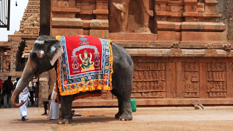 iStock_India_elephant