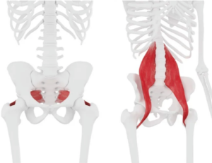 Image of human skeleton with piriformis muscle on the left-hand side and a human skeleton with the psoas muscle on the right-hand side.