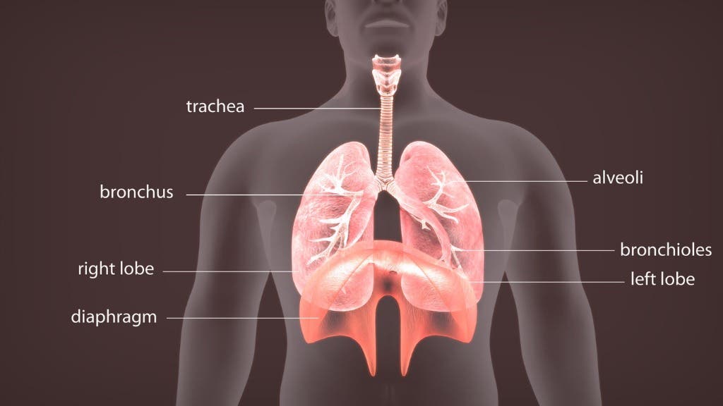 3d-illustration-of-human-body-lungs-anatomy-picture-id852000686 None