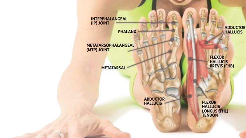 Anatomy 101: Strengthen Your Big Toes to Build Stability