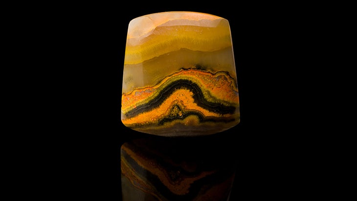 Bumble Bee Jasper