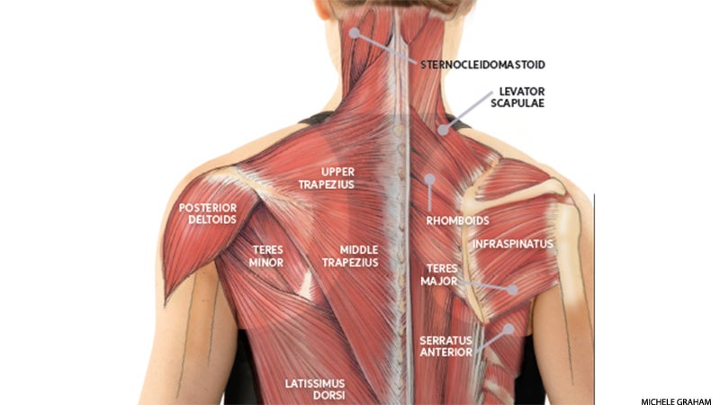 Trapezius Muscle: Anatomy, Function, Pain Causes