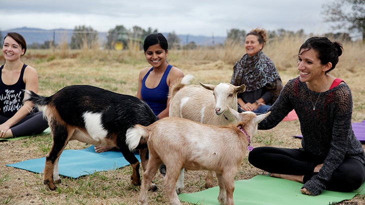 How goat yoga has leapt its way to the Palos Verdes Peninsula – Daily Breeze