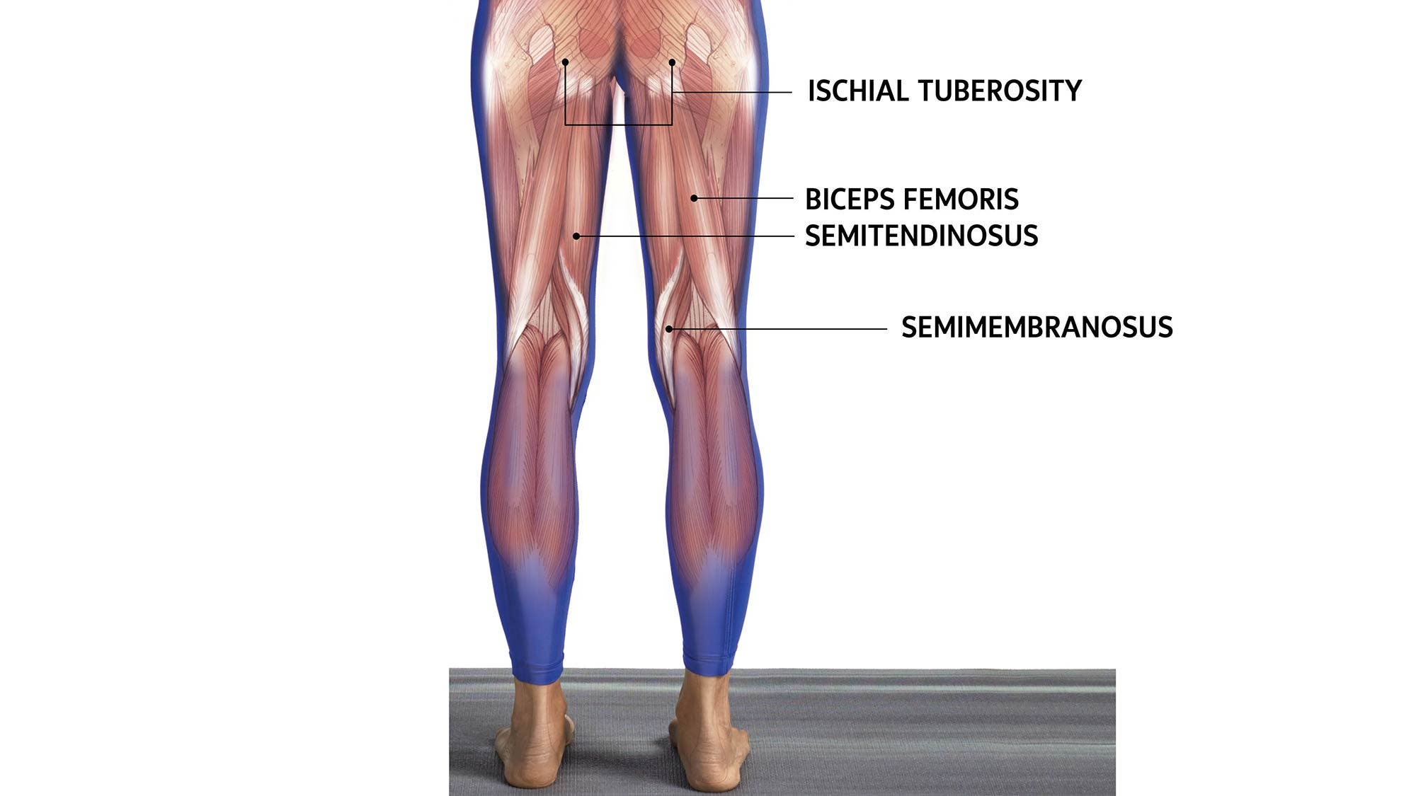 Hamstrings Def Get to Know Your Hamstrings: Why Both Strength & Length Are Essential