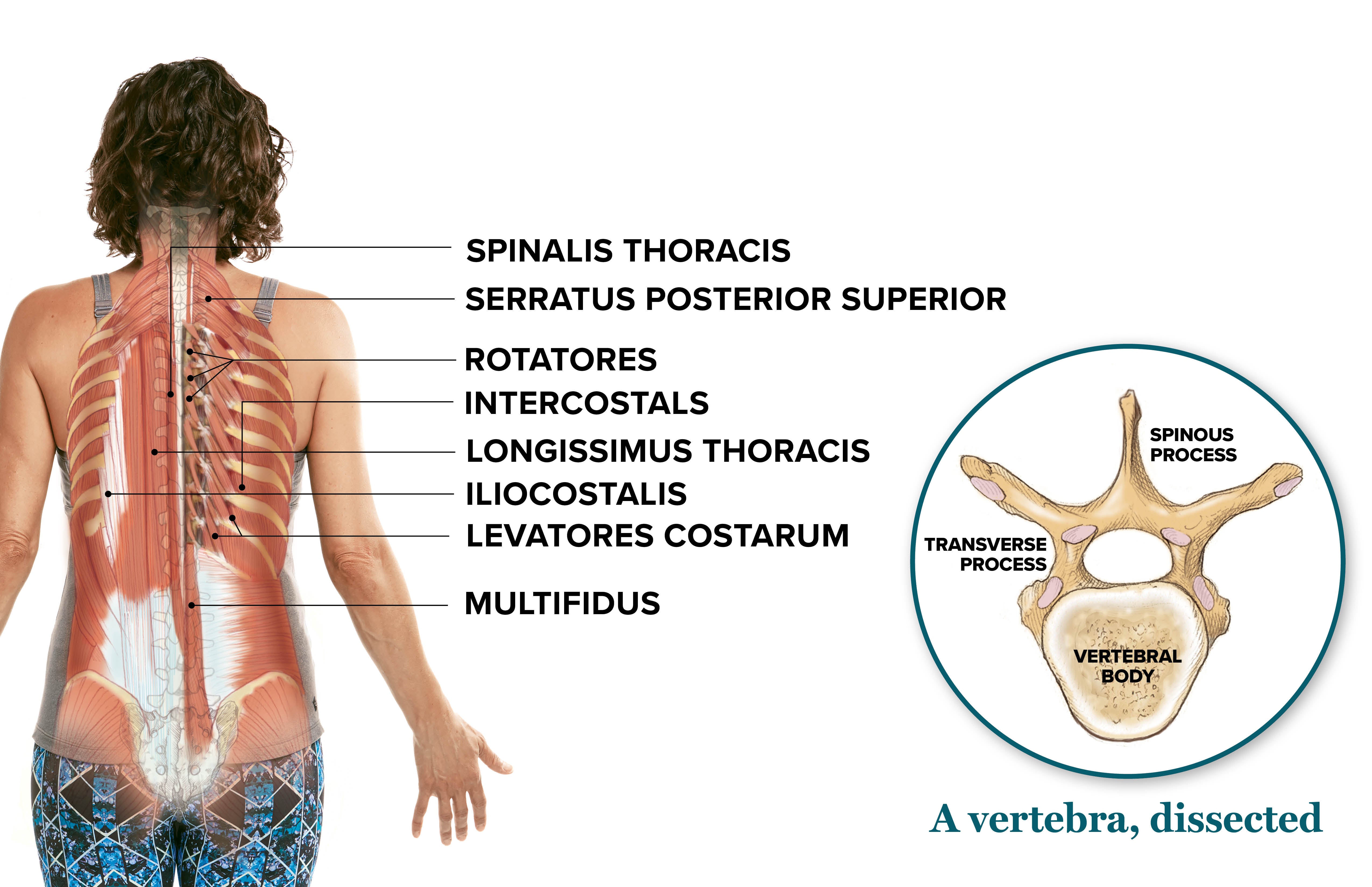 Strengthen thoracic spine online muscles