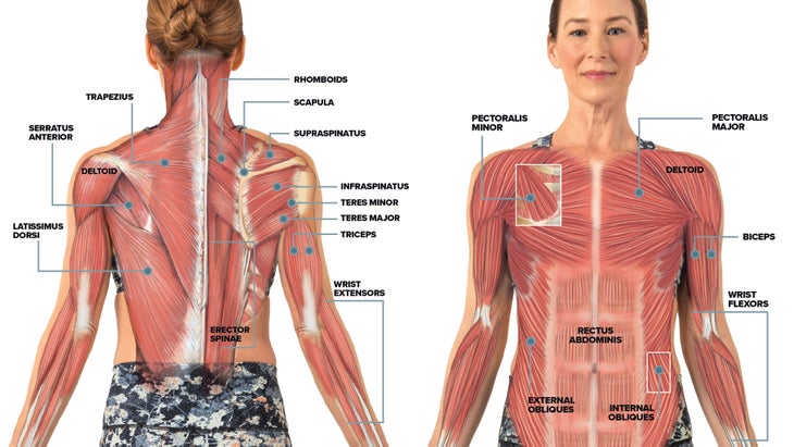 The Anatomy Of The Lift Up And Jump Back Transition - Yoganatomy