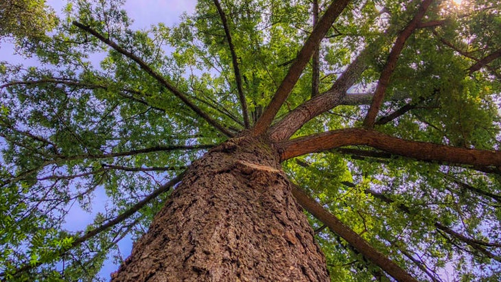 mother Mother tree at 1440 Multiversity