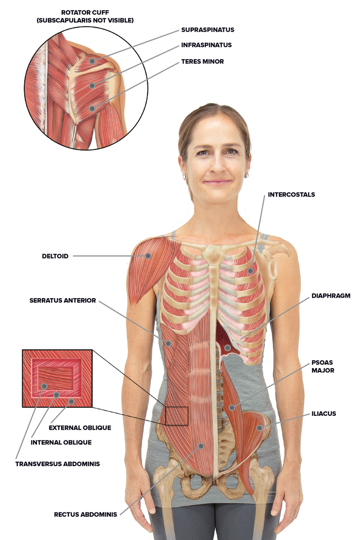 muscles around rib cage