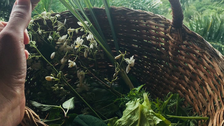 moringa Moringa at BodyHoliday in Saint Lucia