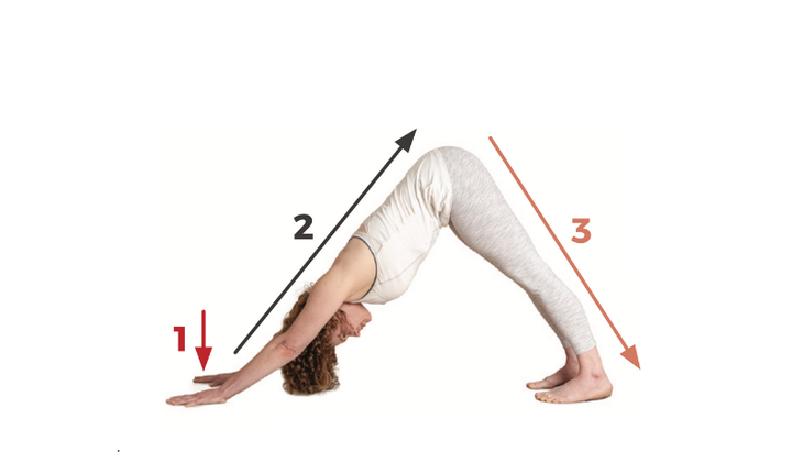 3-Downward-Facing-Dog Downward-Facing Dog