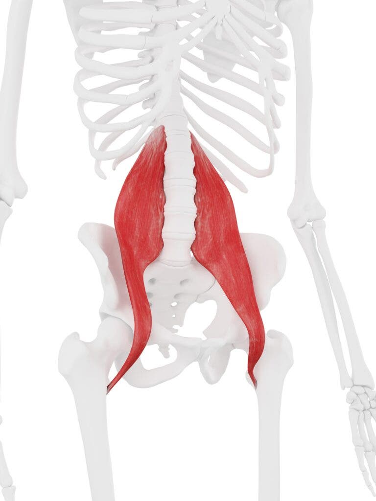 Illustration of psoas major muscle