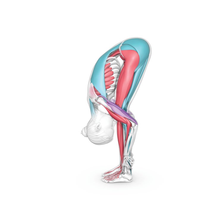 Adjusting Standing Forward Bend: Where Is Your Intention? - Yoganatomy