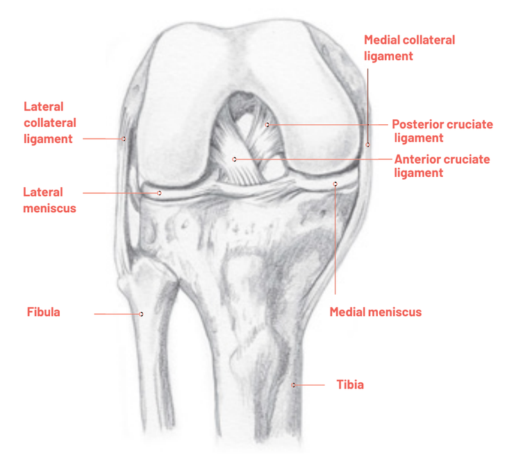 Medial Collateral Ligament - Rural Physio at Your Doorstep