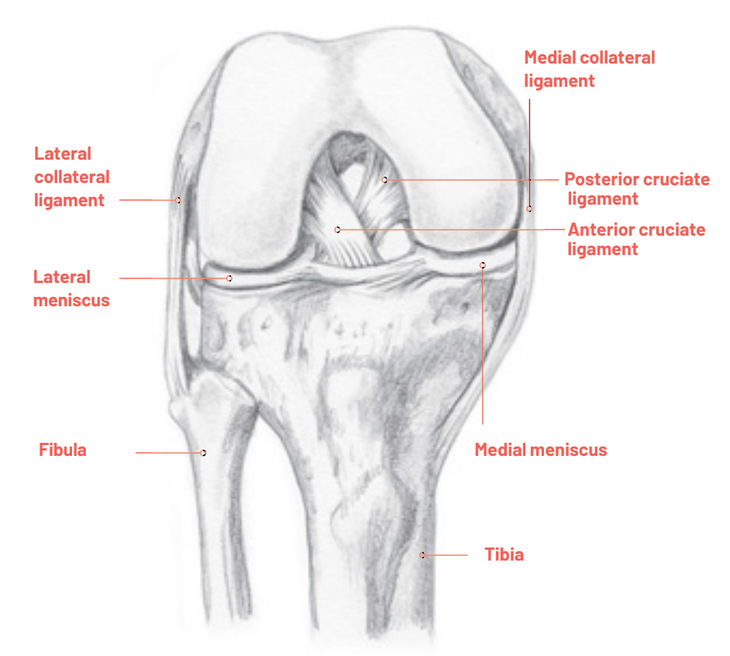 transverse ligament of the knee