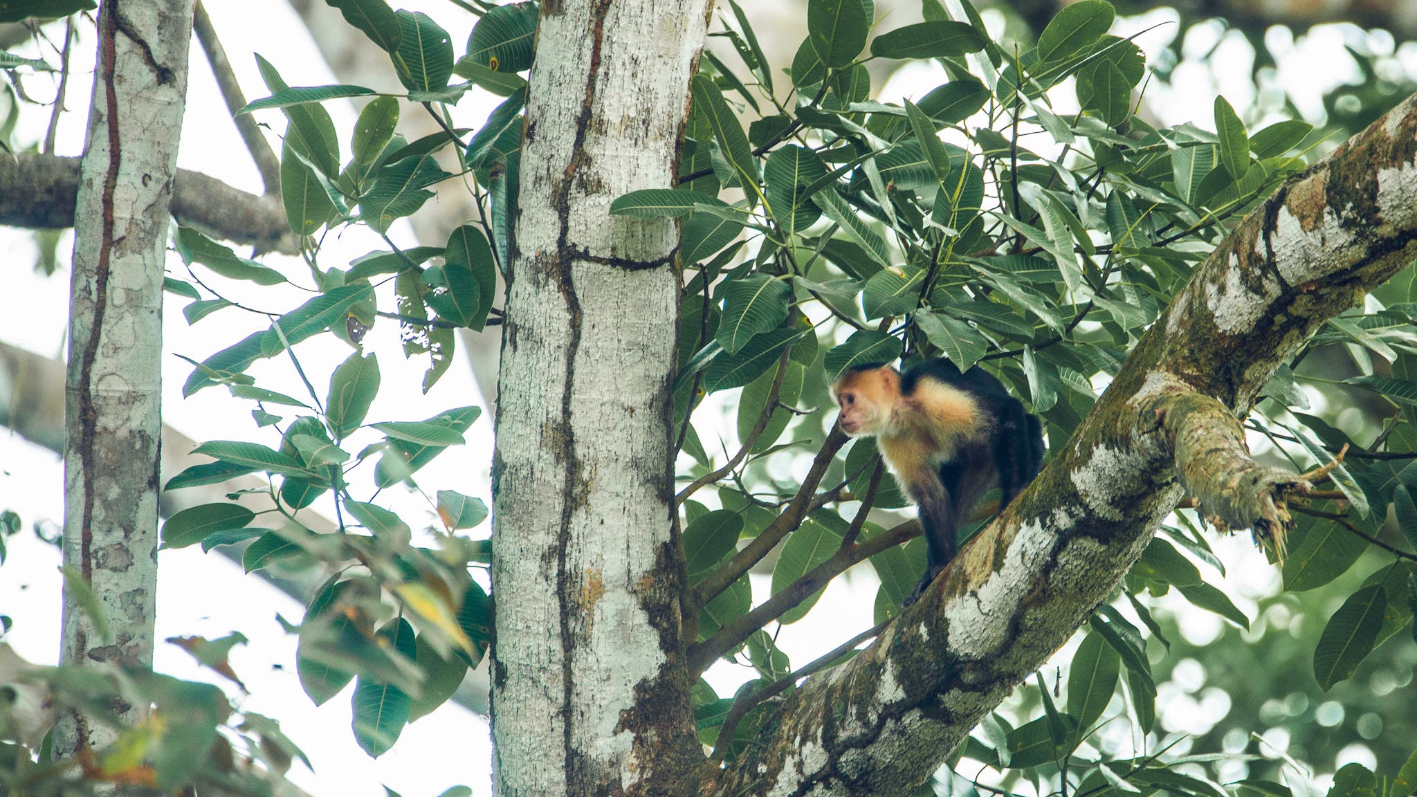 Costa Rican capuchin monkey perched in a tree