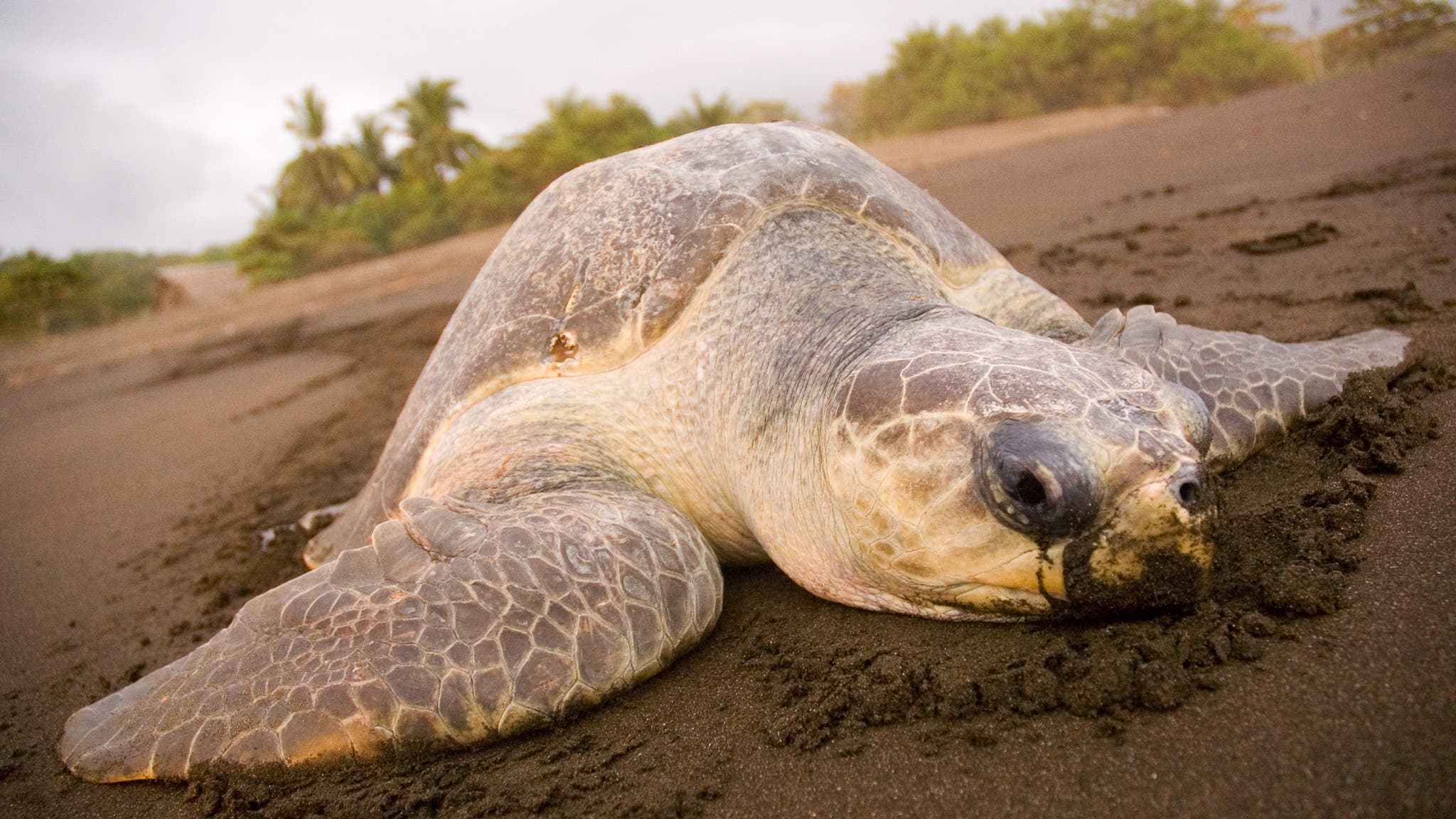 Sea turtle on a Costa Rican beach
