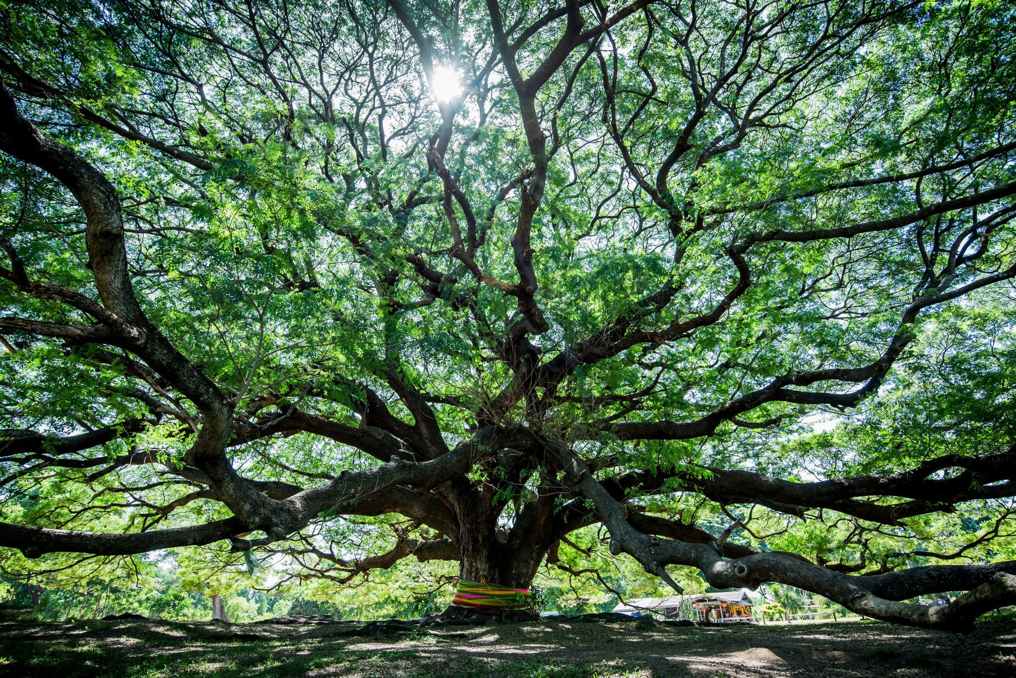 Possative Tree 12 Positive Affirmations to Get You Through Even The Toughest Day
