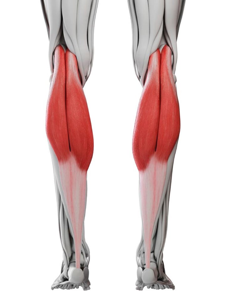 Illustration of gastrocnemius muscles.