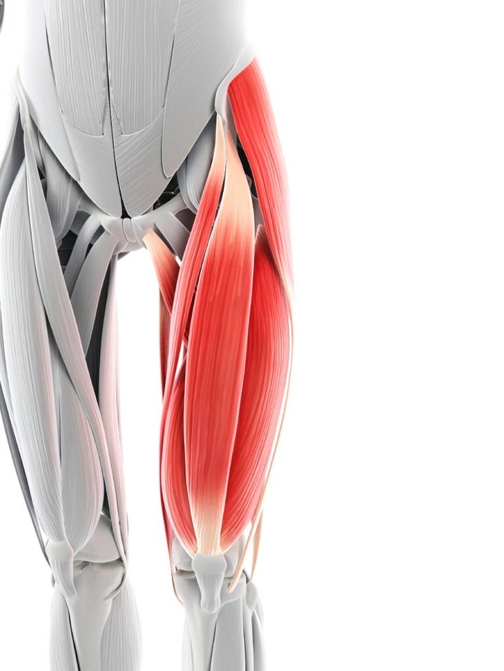 Illustration of quadriceps muscles.