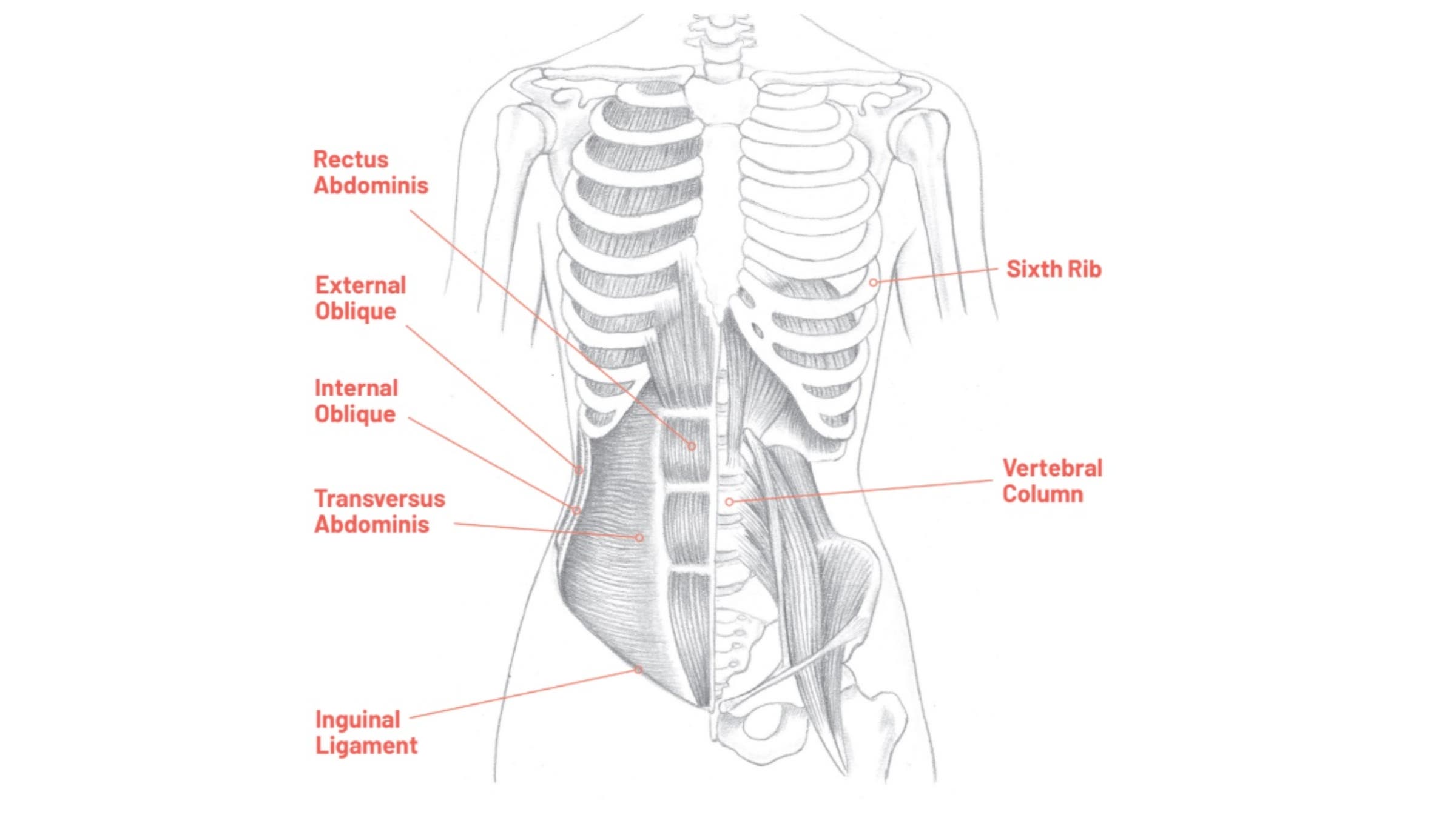 Anatomical drawing of abdominal muscles
