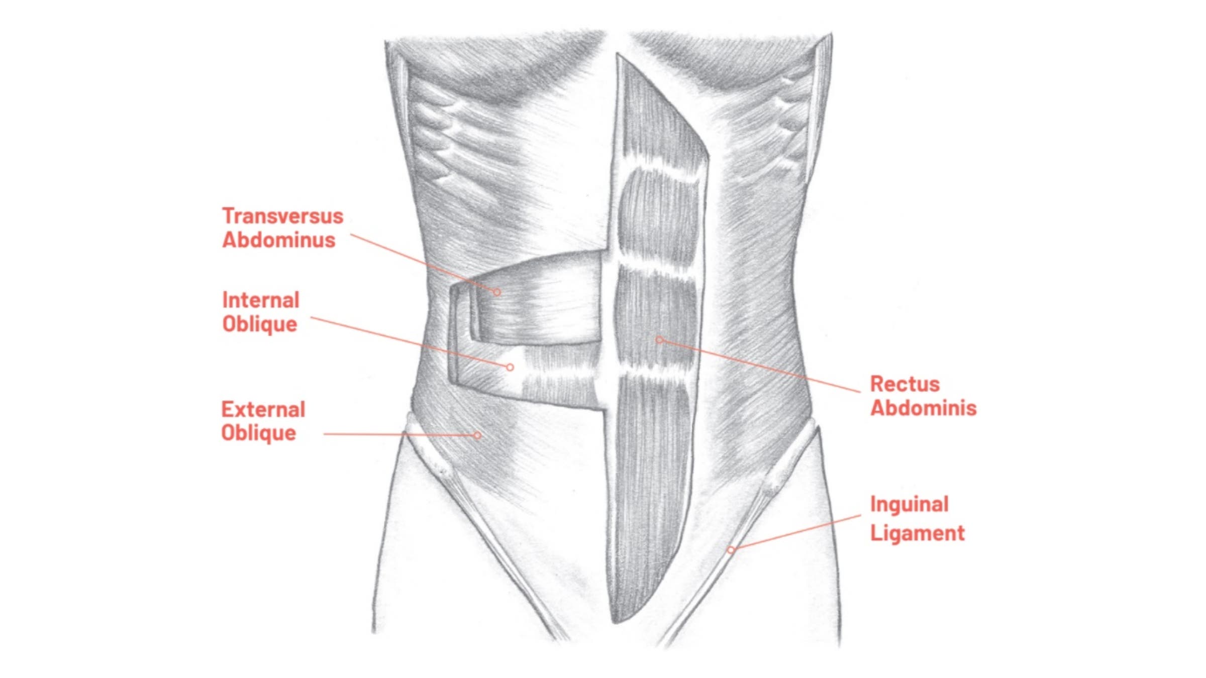 Anatomical drawing of oblique muscles