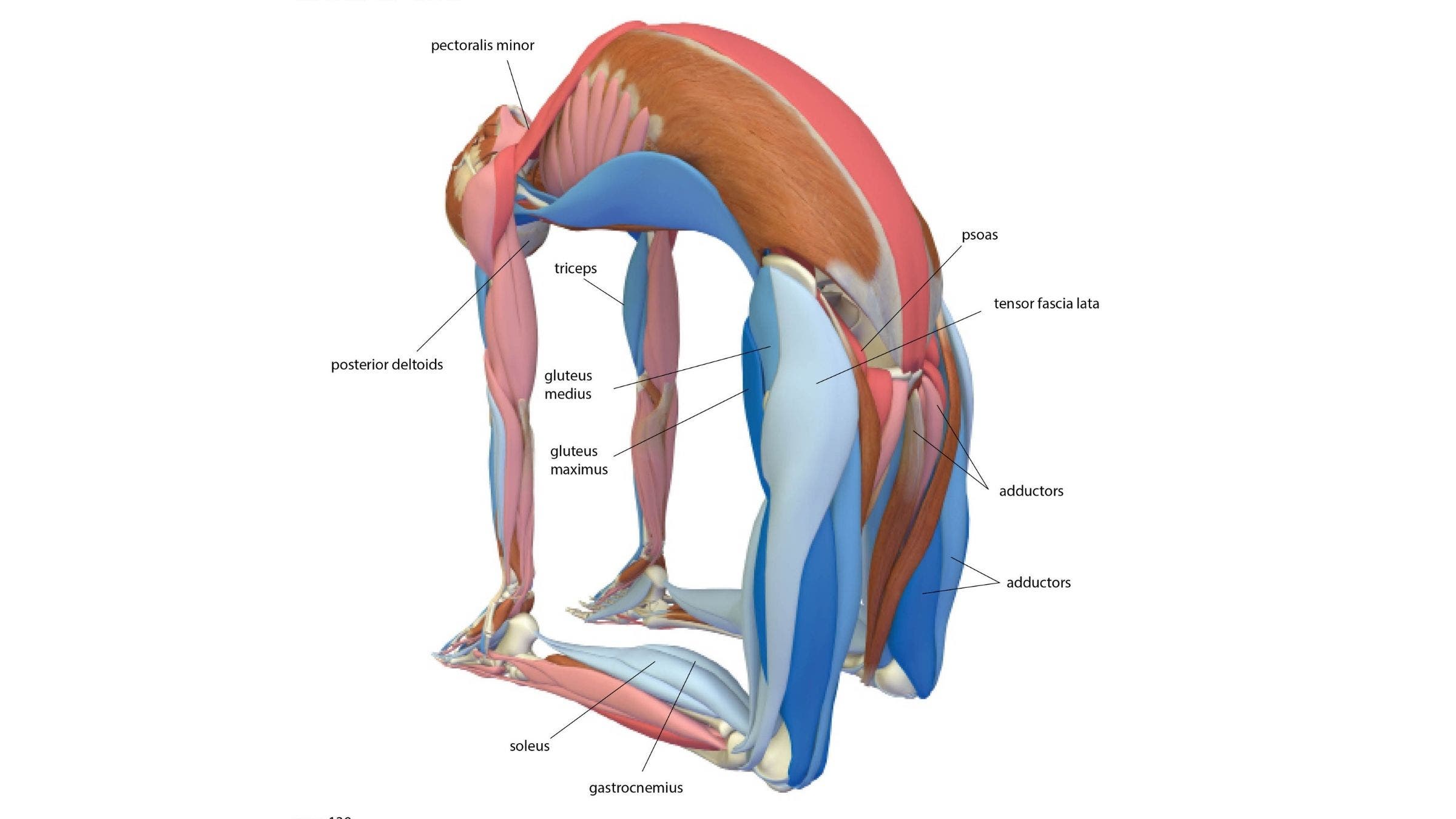 Camel Pose: Ustrasana