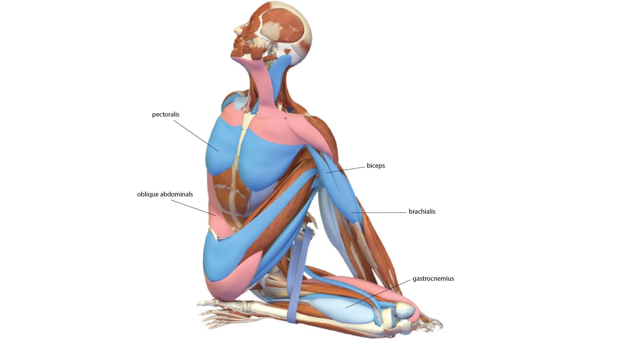 Half Lord of the Fishes Pose: Ardha Matsyendrasana