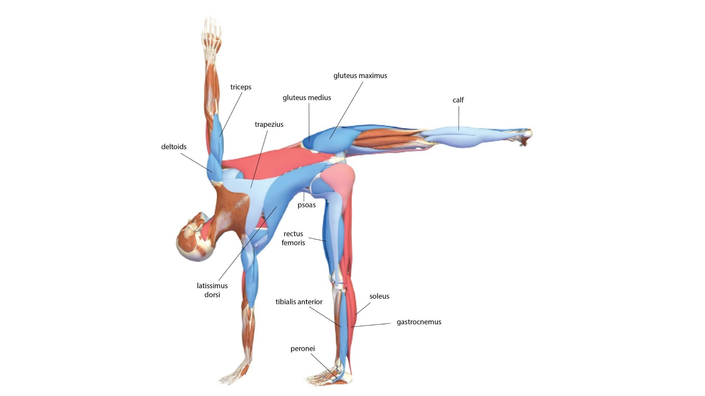 Unlock Balance: The Secret Ardha Chandrasana Hack