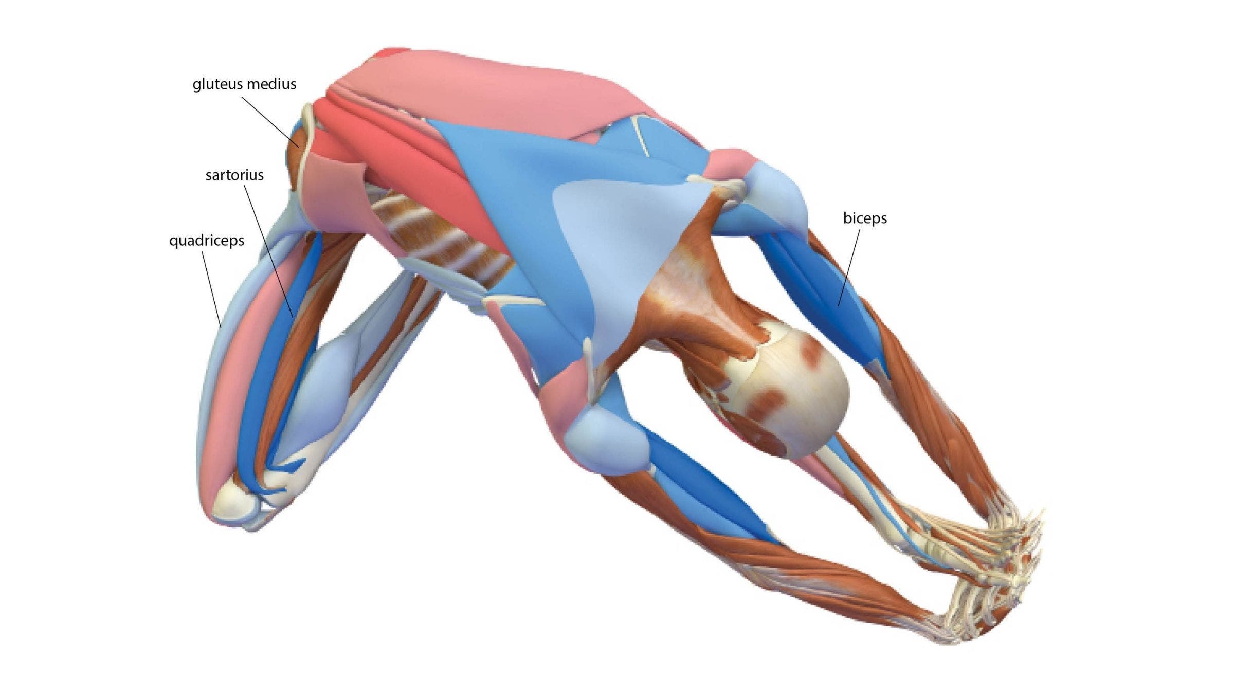 Head of the Knee Pose: Janu Sirsasana