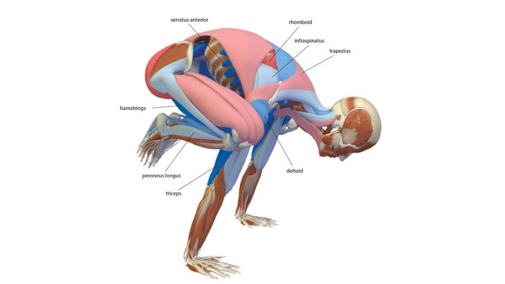 Yoga Exercise: Crow Pose (Bakasana)
