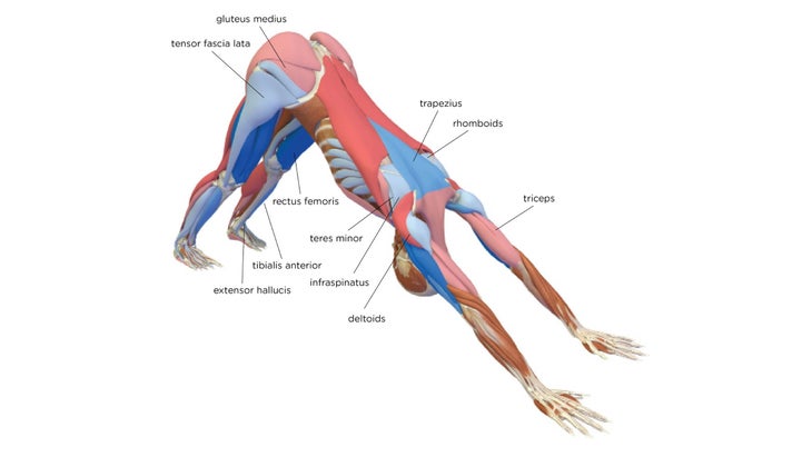 Yoga Exercise: Downward Facing Dog (Adho Mukha Svanasana) To Add Muscle Mass & Reduce Skinny Fat, Workout At-Home (Mat/No Equipment)