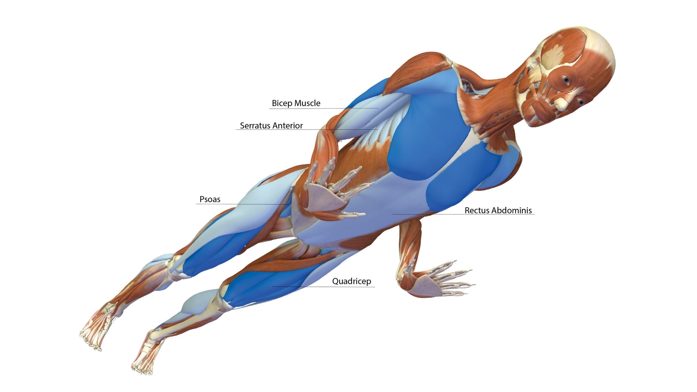 Yoga Poses - Chaturanga Dandasana (Four-Limbed Staff Pose), PDF, Limbs  (Anatomy)
