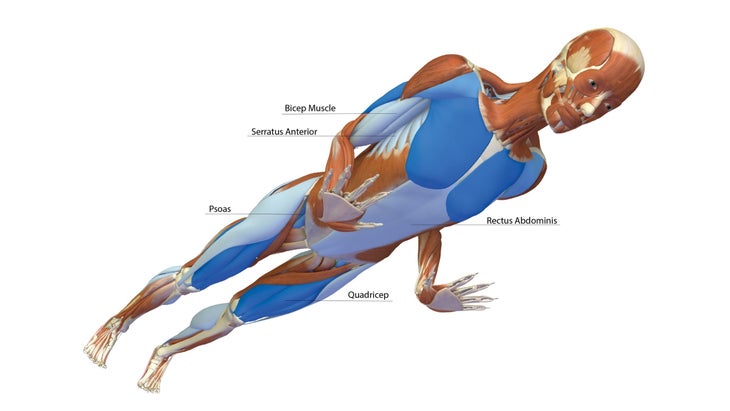 Yoga Exercise: Four-Limbed Staff Pose (Chaturanga Dandasana)