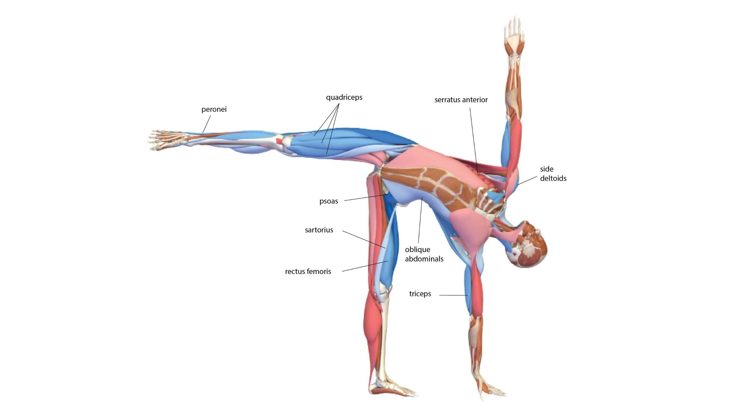 Half Moon Pose: Ardha Chandrasana