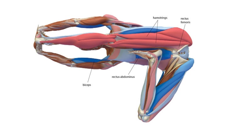 Head of the Knee Pose: Janu Sirsasana
