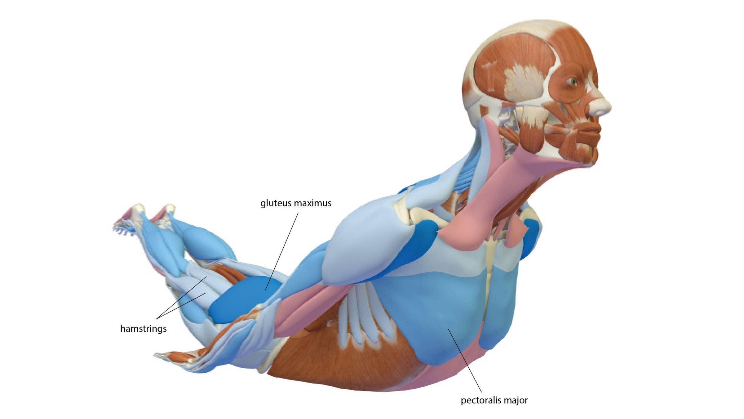 Locust Pose: Salabhasana