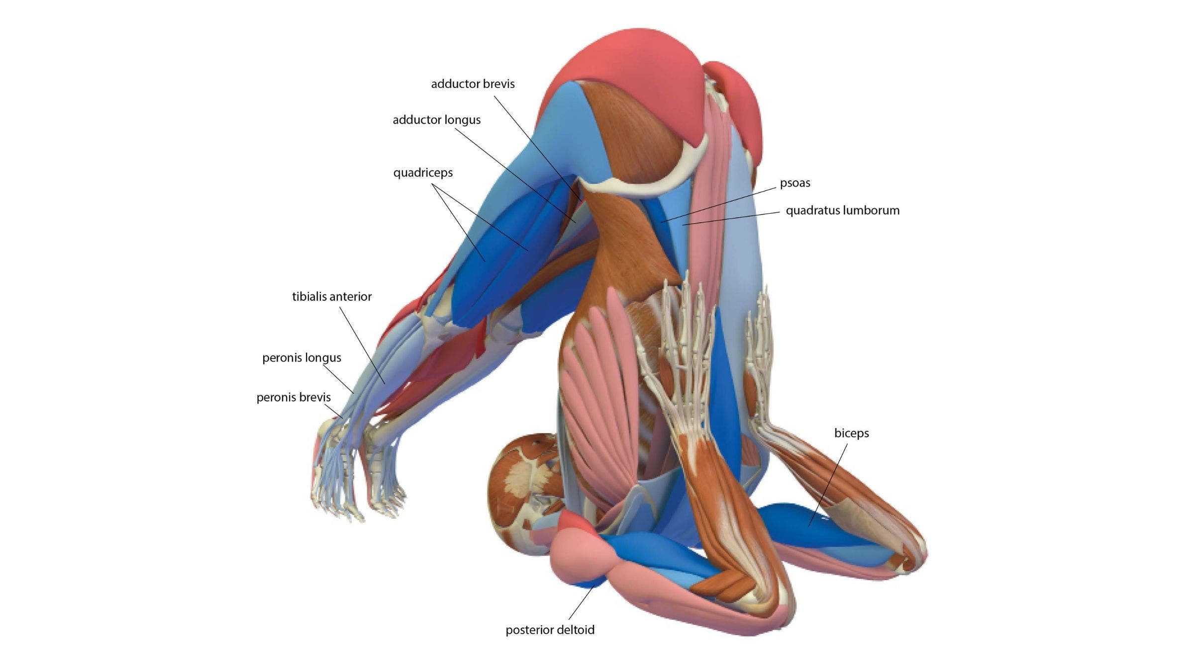 Complete Plow Pose: Halasana