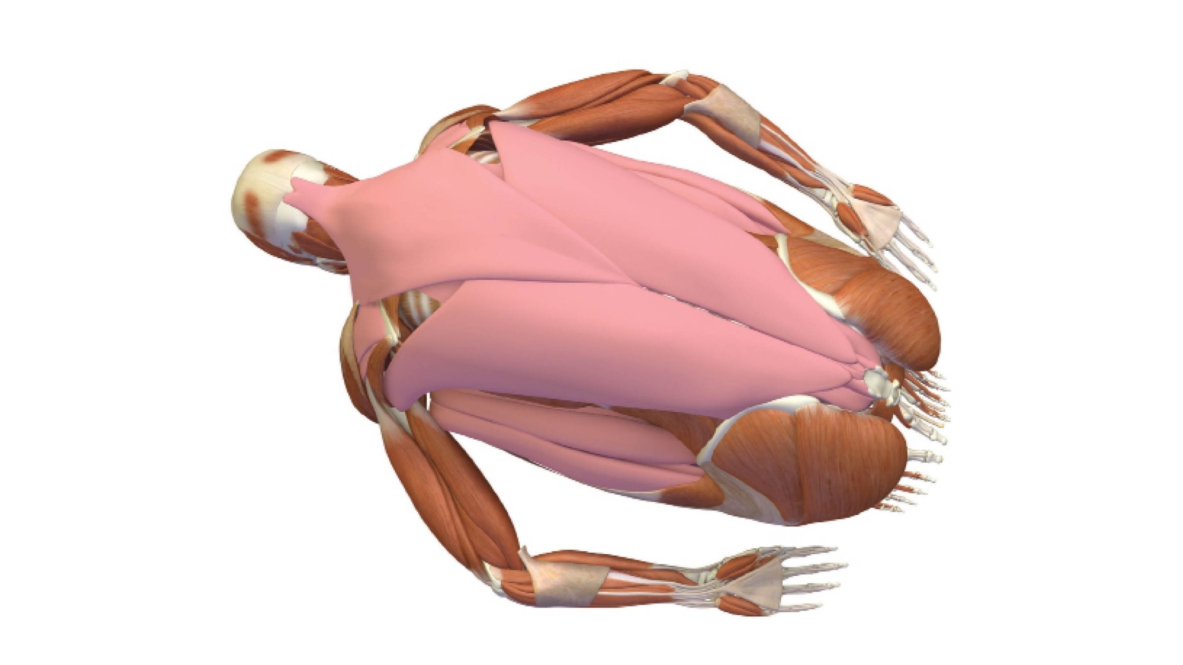 2,943 Anatomy Muscle Yoga Images, Stock Photos, 3D objects, & Vectors |  Shutterstock