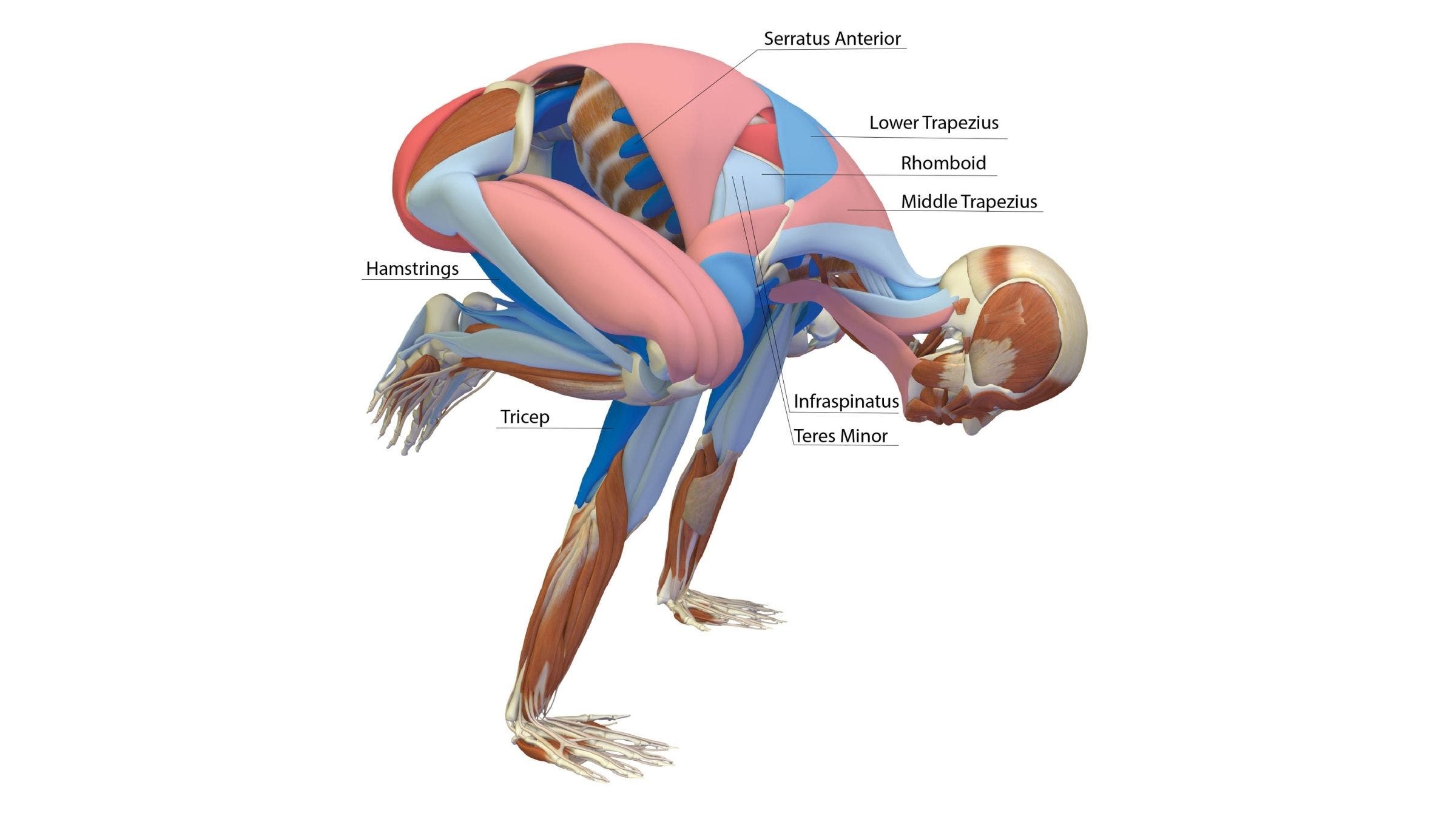 Crane or Crow Pose: Bakasana