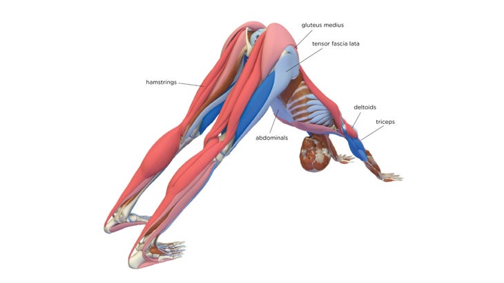 Yoga Exercise: Downward Facing Dog (Adho Mukha Svanasana)