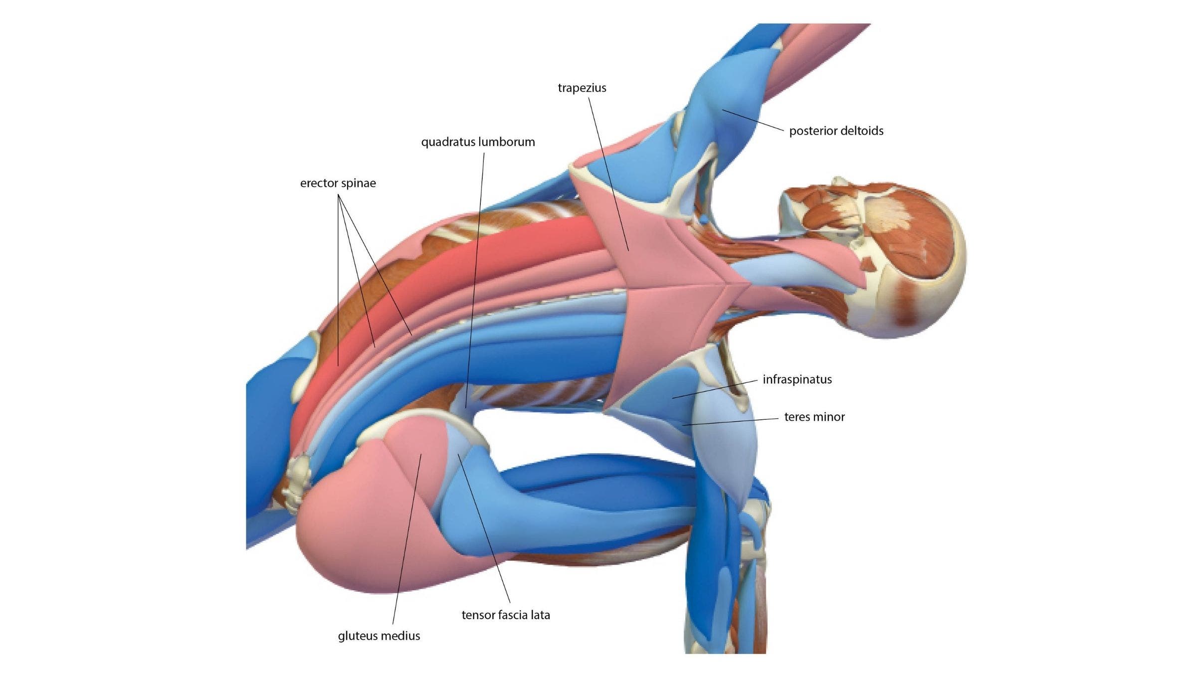 Extended Side Angle Pose: Utthita Parsvakonasana