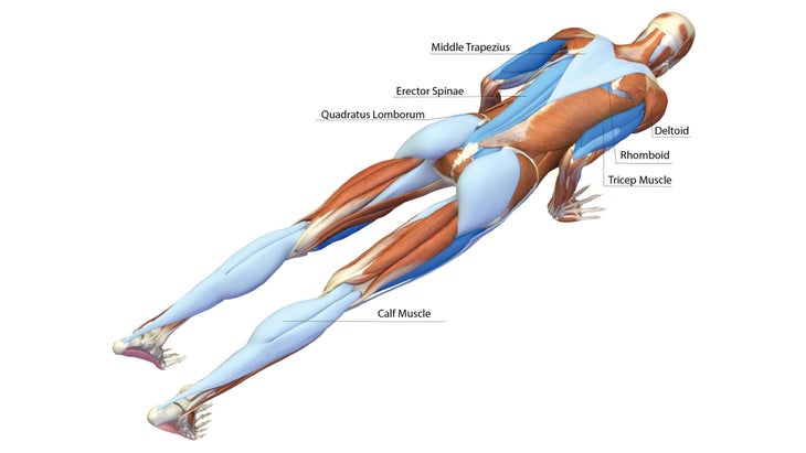 Chaturanga Dandasana Yoga Pose