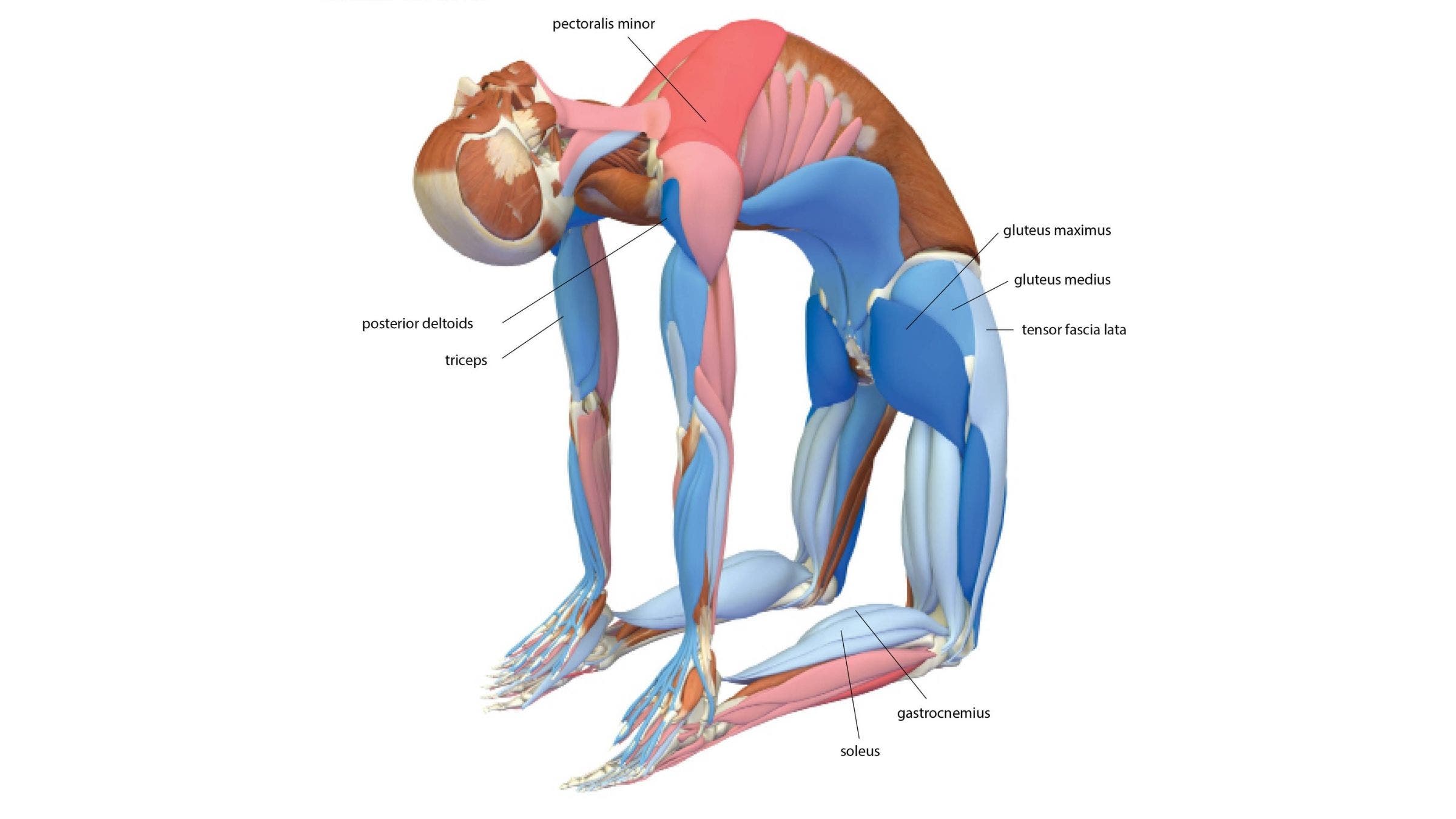Camel Pose: Ustrasana