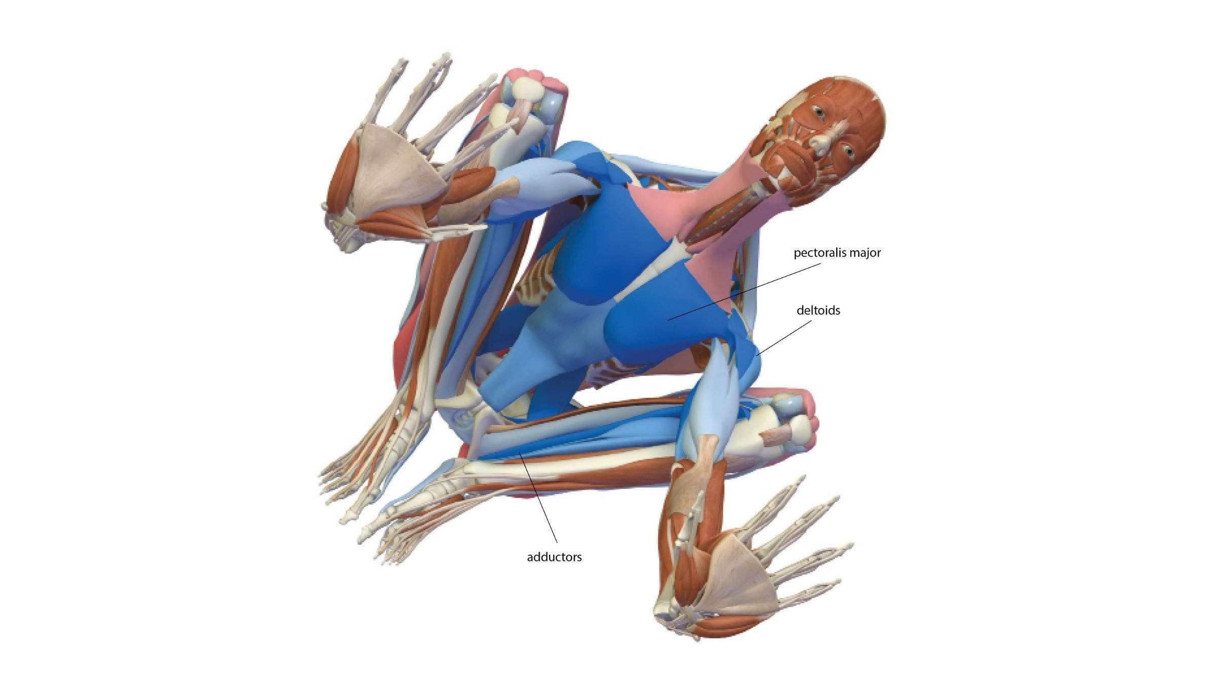 Crane or Crow Pose: Bakasana