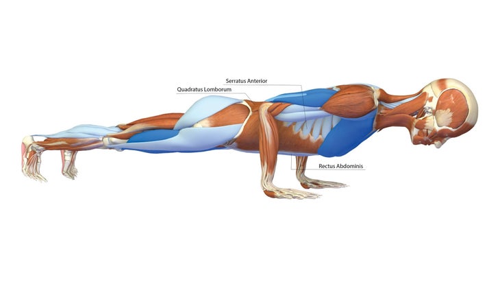 Yoga Exercise: Four-Limbed Staff Pose (Chaturanga Dandasana) To Add Muscle Mass & Reduce Skinny Fat, Workout At-Home (Mat/No Equipment)