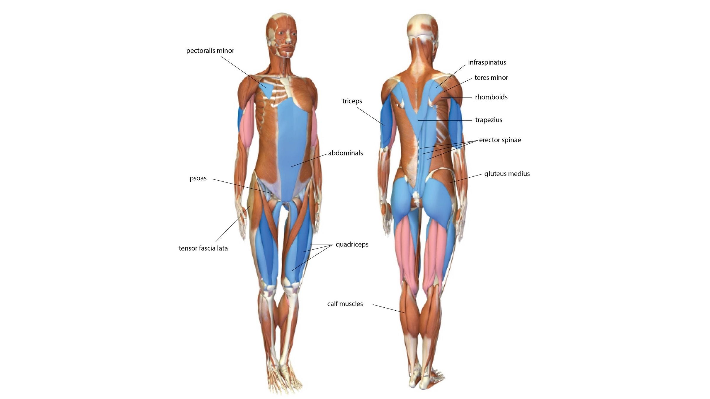 An anatomy illustration showing how your body works in Mountain Pose (Tadasana)