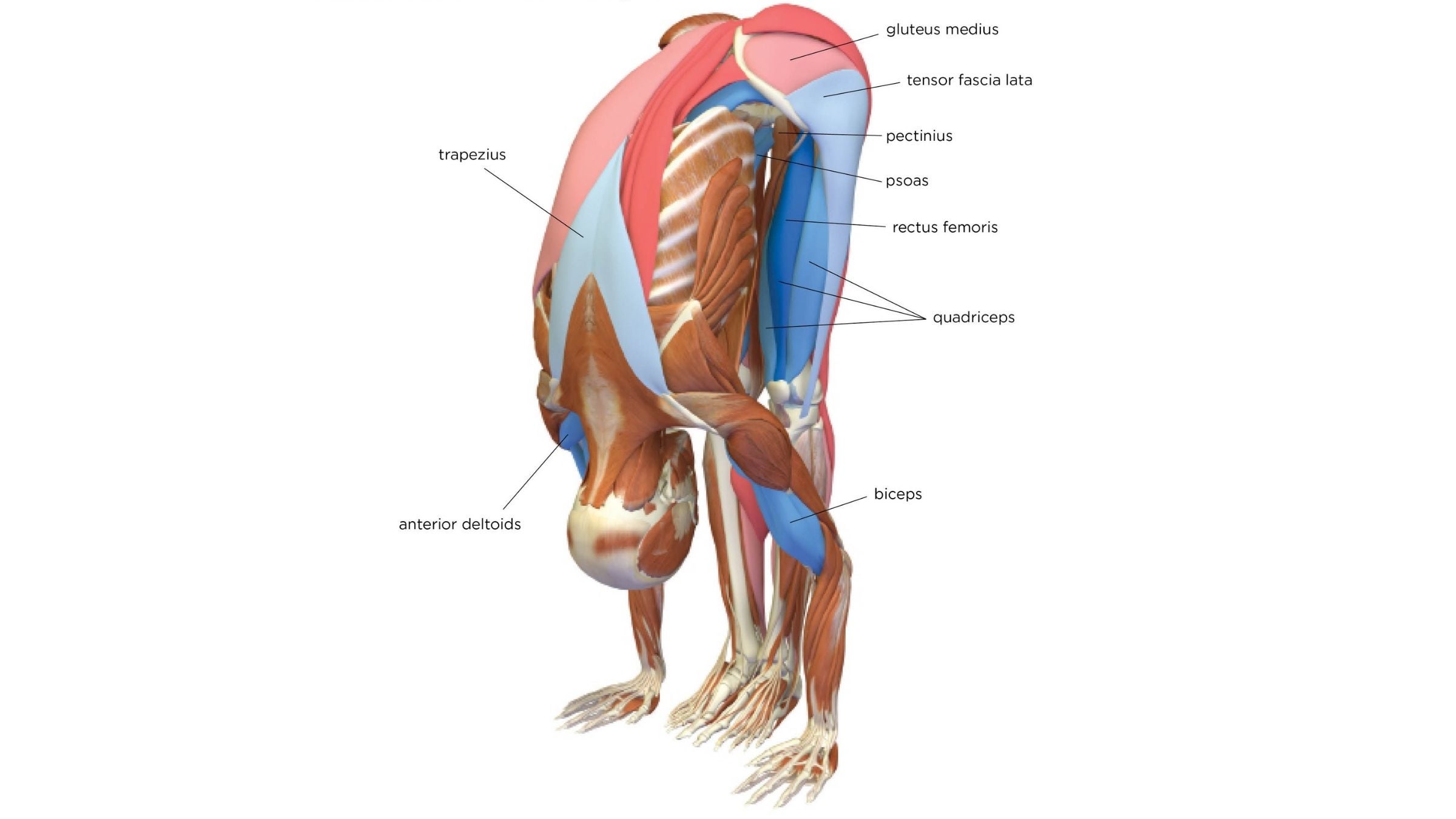An anatomy illustration shows a person's body in Standing Forward Bend: Uttanasana