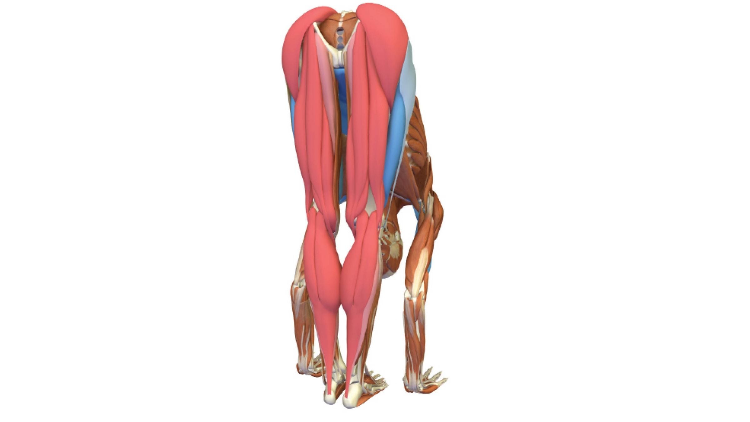 An anatomy illustration shows a person's body in Standing Forward Bend: Uttanasana