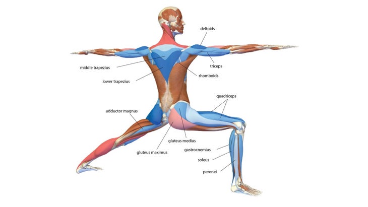 Yoga Exercise: Warrior Poses (Virabhadrasana) I, II, III - Backside Muscles